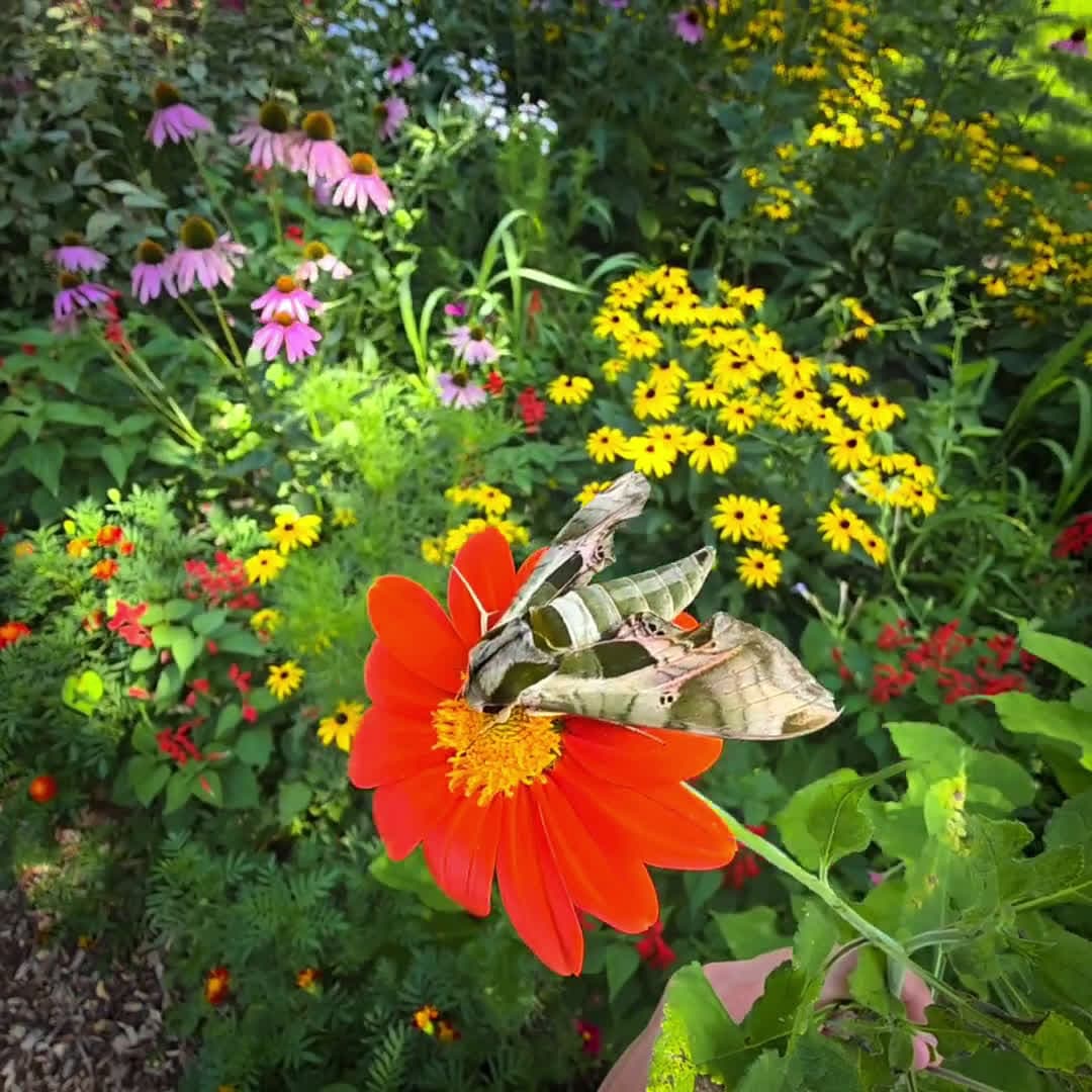 cover for Caught this Pandora Sphinx Moth in a pollen coma on my morning garden stroll 🌸🦋 #NatureLover #GardenLife #Pollinators