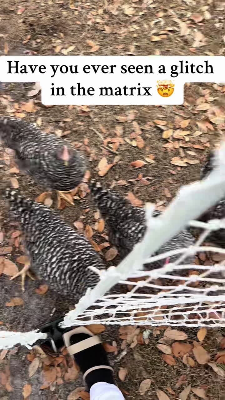 cover for What just happened to these chickens?! 🤯 #viral #fyp #wild
