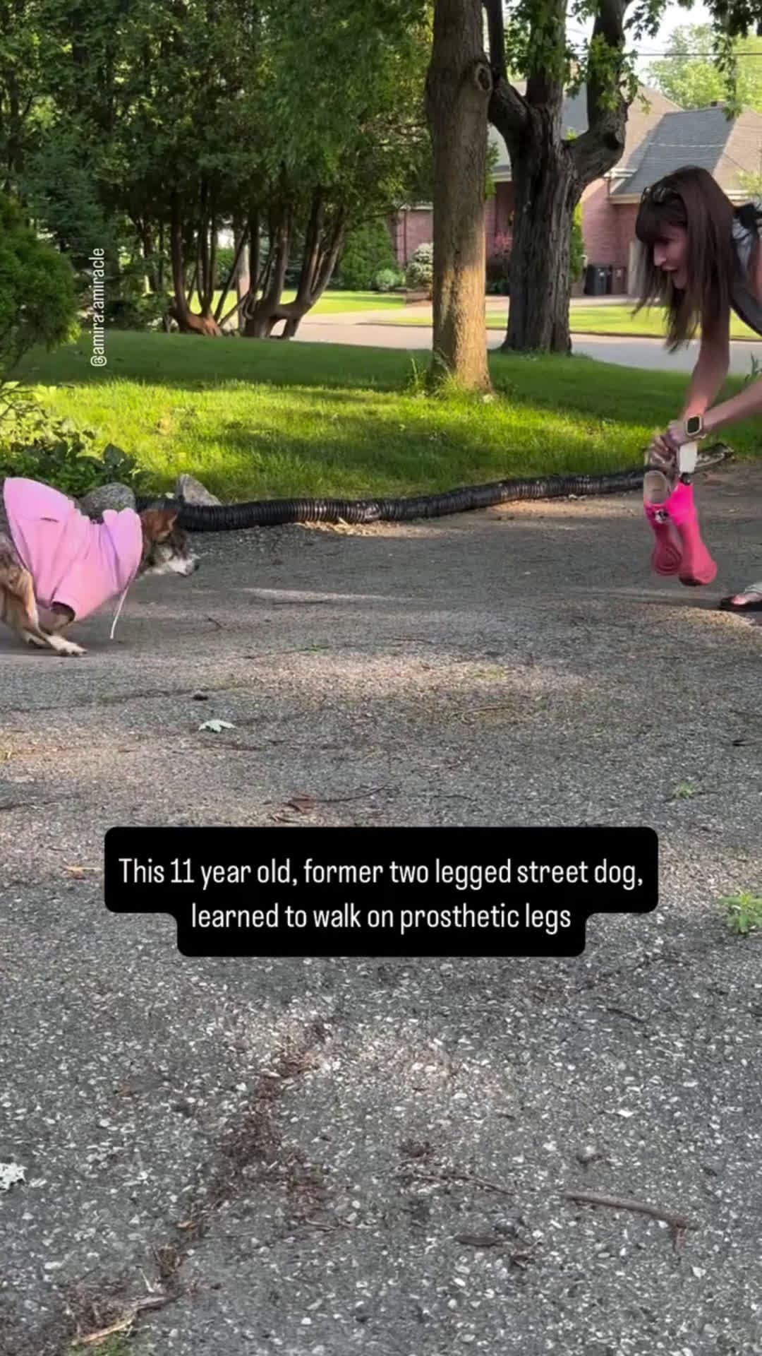 cover for Aaaw, so have to wearing legs#firstvideochallenge #pet#doglover#fyp