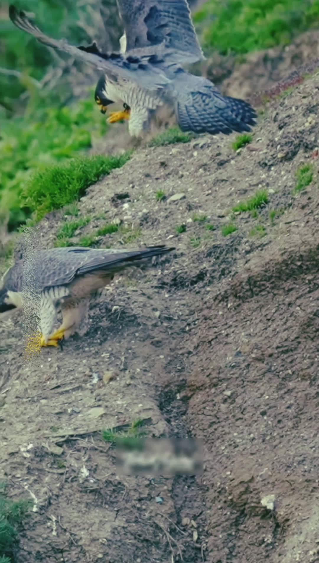 cover for When female Peregrine Falcon (Maxine) does not feel romantic but the male (2Z) still wants to mate.  #falcon #peregrinefalcon #maxine #birdsofprey #epicmoment 