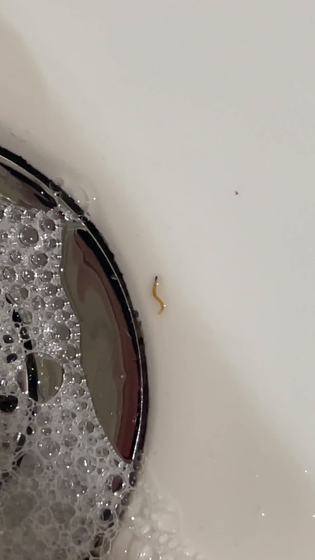 cover for What did I just find in my shrimp tank? You won't believe this tiny mystery 😲 #ShrimpTank #AquariumFind #WhatIsThis #FishKeeping