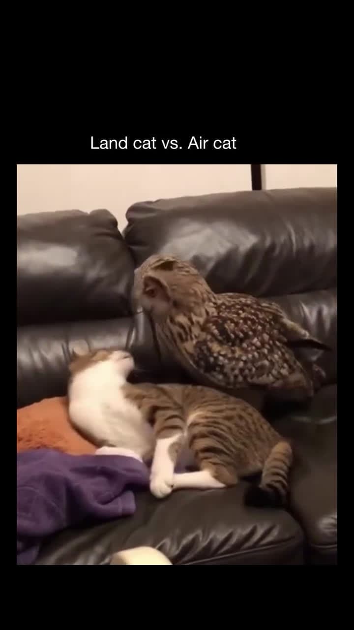 cover for Land cat Vs Air cat😂