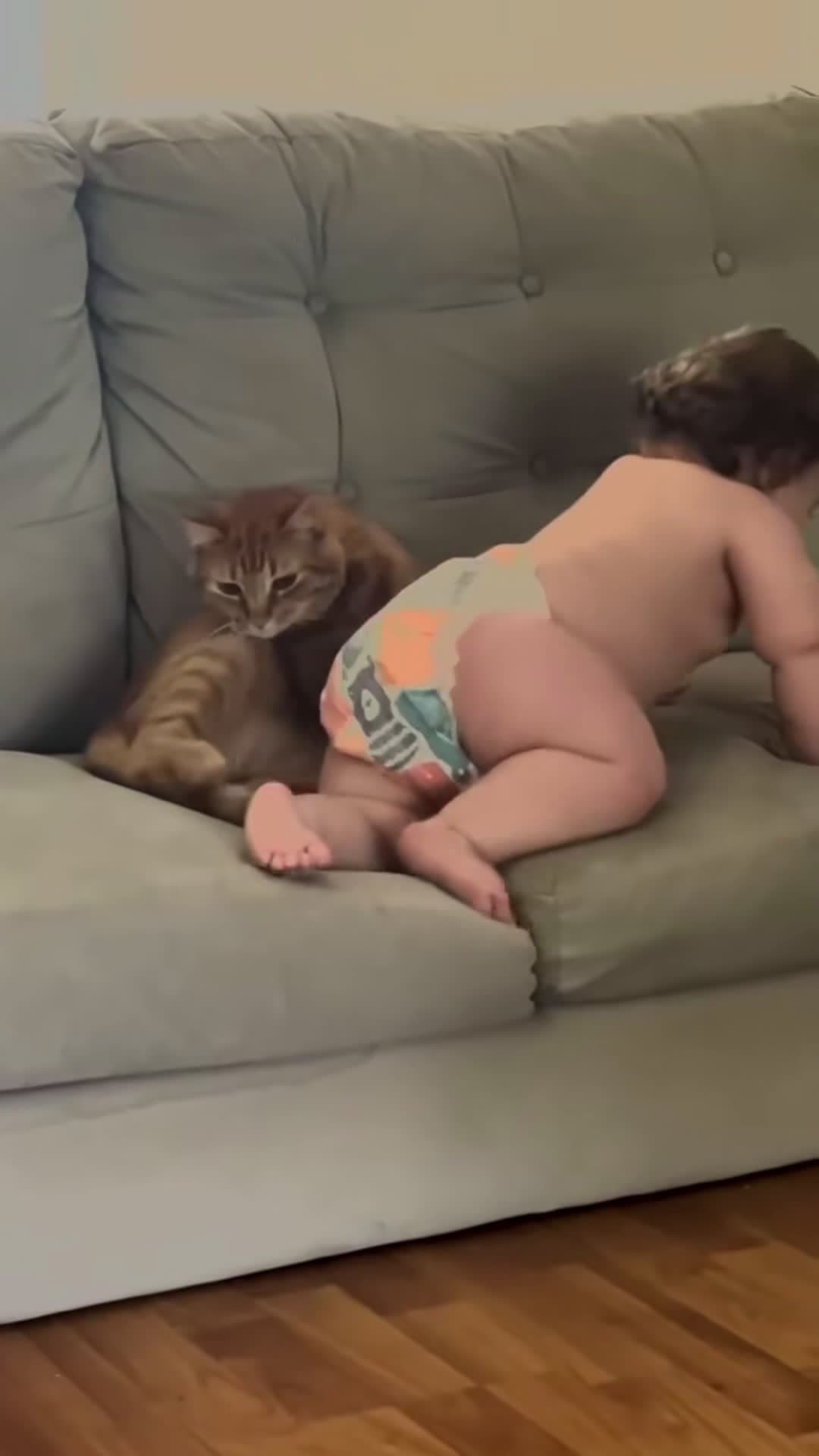 cover for cat vs baby love funny moments #baby  #babylove #funny #fyp #pet #foryou