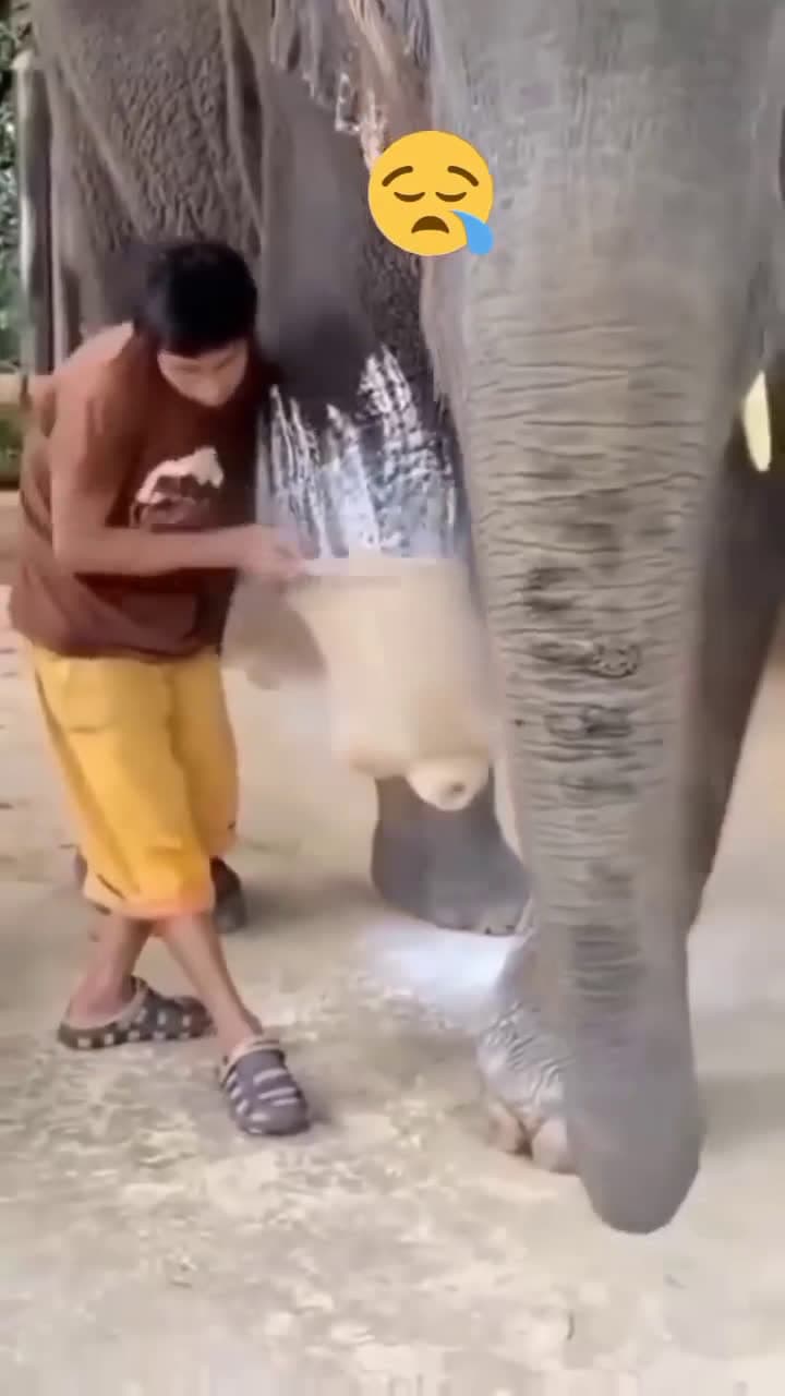 cover for An elephant gets a new lease on life with its artificial leg 🐘 #AnimalRescue #Prosthetics #Inspiration