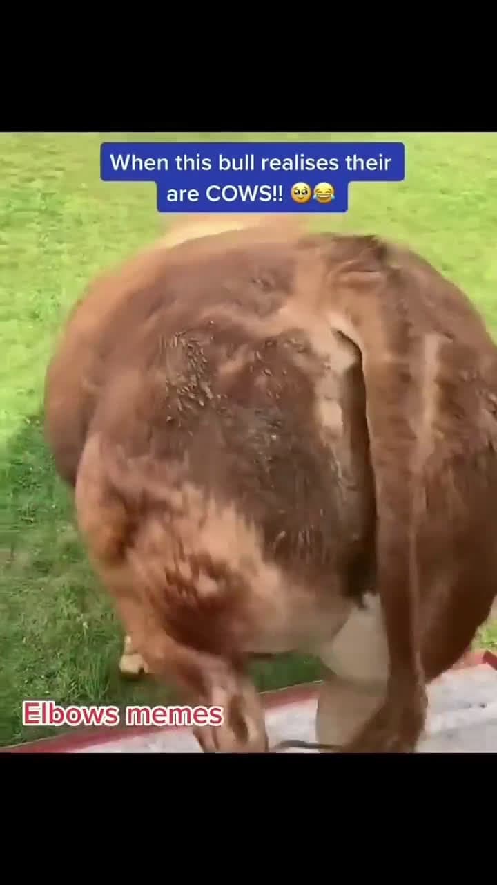 cover for That moment a bull spots the herd and goes totally giddy 🐂 #Bull #Cows #FarmLife #AnimalReaction