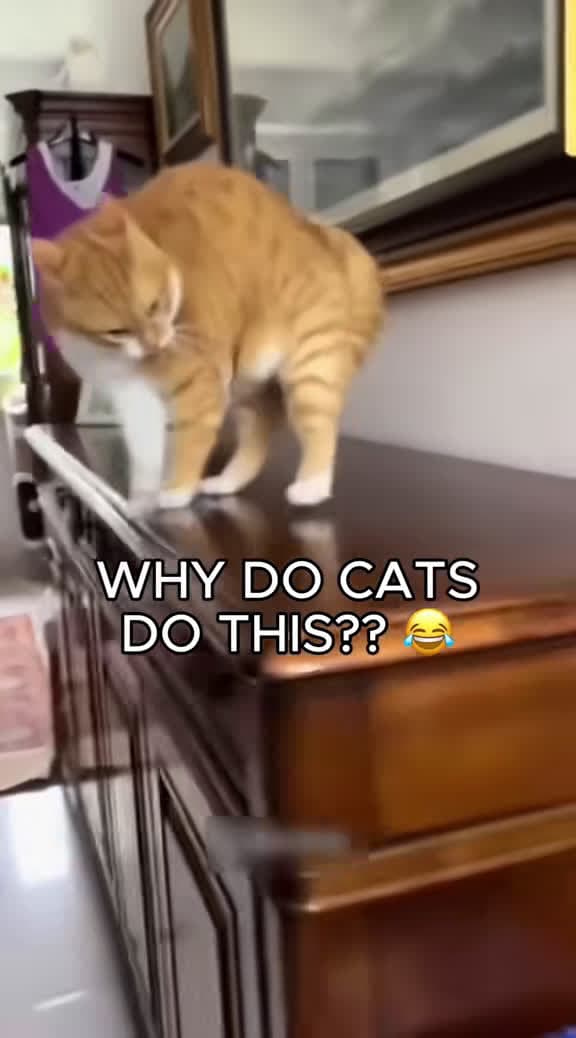 cover for Cats being their hilarious selves! 😂 #FunnyCats #Cats #FurryFails