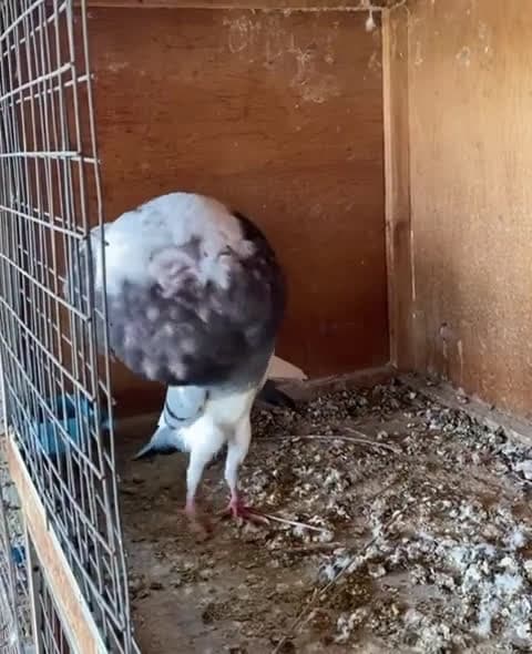 cover for Watch this pigeon puff up its chest to impress the ladies! 🐦💥 #NatureVibes #PigeonLove #BirdsOfInstagram