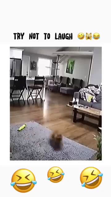 cover for Funny and cute dogs compilation #funnydog #cutedog #dogoftiktok #doglover #dog #dogoftiktok #foryoupage #funnypet #doggo #talkinganimals #foryoupagereels #funnyanimals #foryou 1218