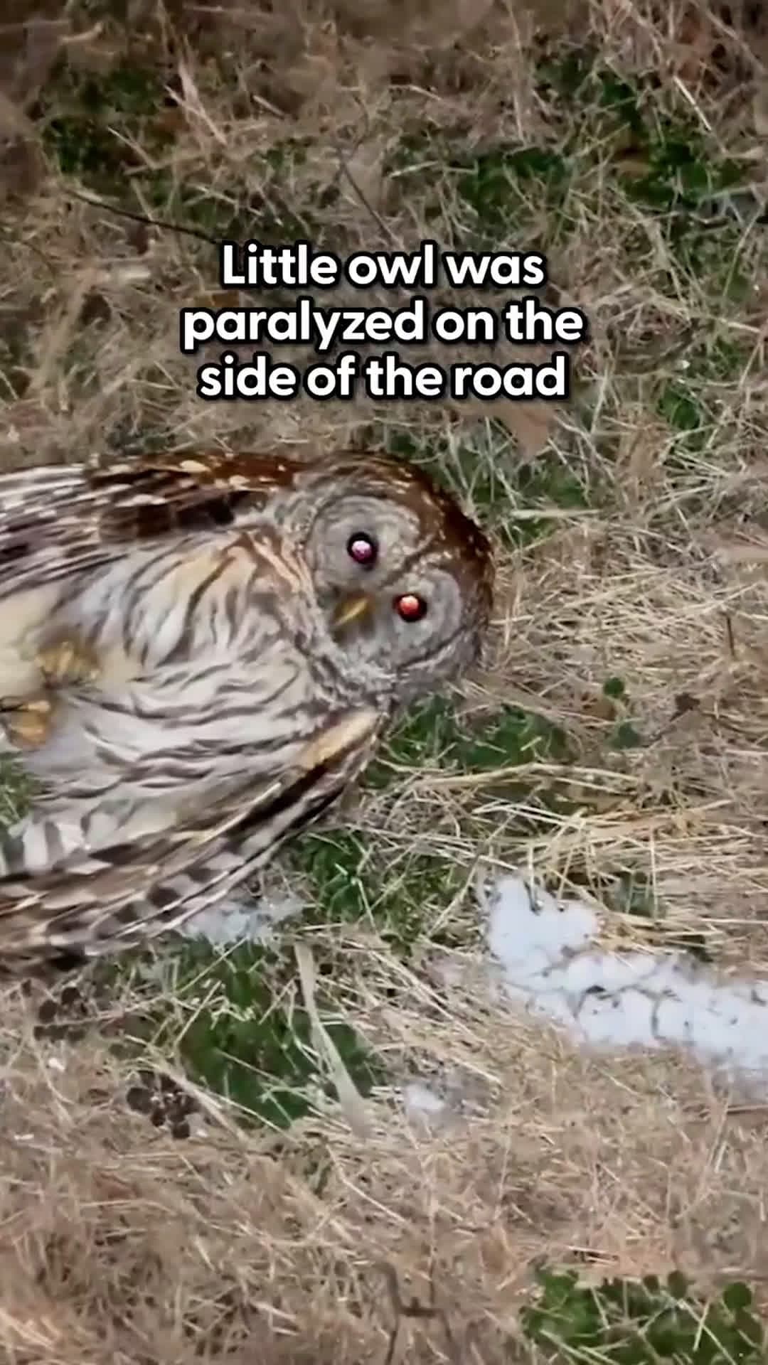 cover for Guy Rescue Little Owl On The Side Of The Road And Brings Him HomeThe next morning he was standing in this guy's sink ♥️Carson told us about wrapping this little owl up in his t-shirt and bringing him home, 