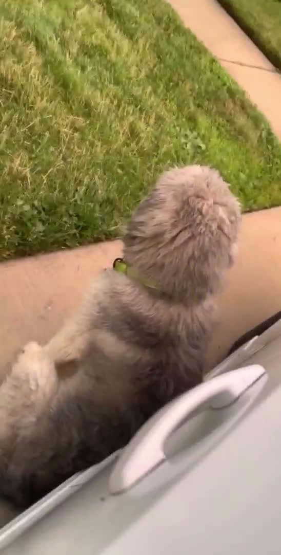 cover for Dog sitting right next to car and wont let guy leave