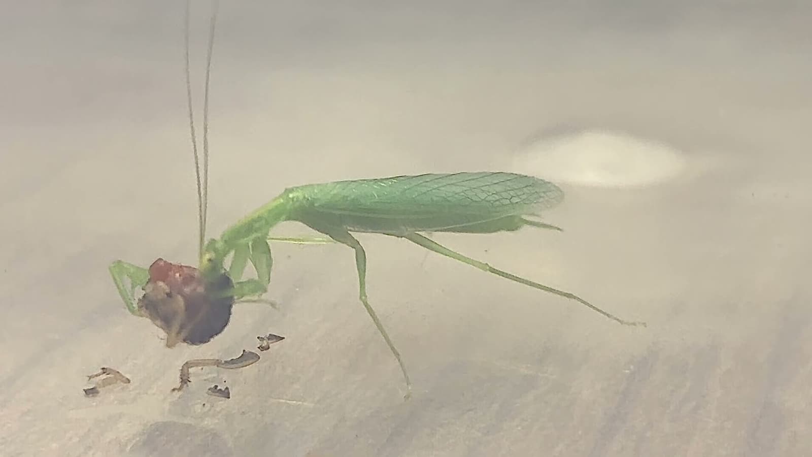 cover for Tropidomantis gressitti devours a Dubia roach! 🕷️🪳 #PrayingMantis #InsectFeeding #NatureCloseUp #PredatorVsPrey