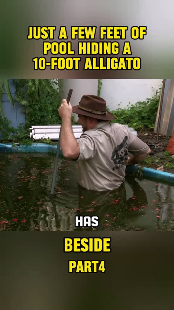 cover for Just a few feet away from a massive 10-foot gator! 🐊 #GatorBoys #Gator #PondLife