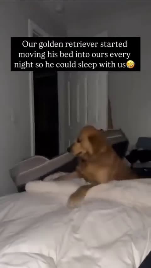 cover for Our golden retriever started moving his bed into ours every night so he could sleep with us #FunniestVideoOnMyPhone#CaughtOnCamera