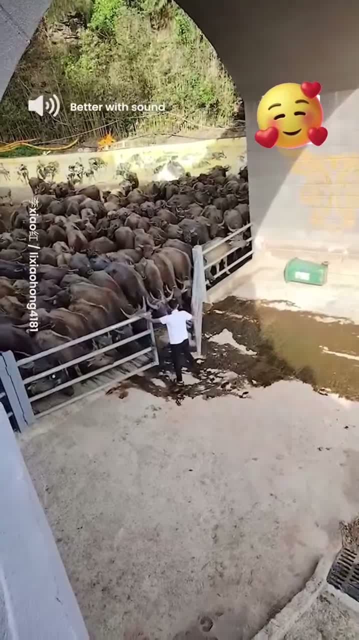 cover for Herd of mighty buffaloes 🐃