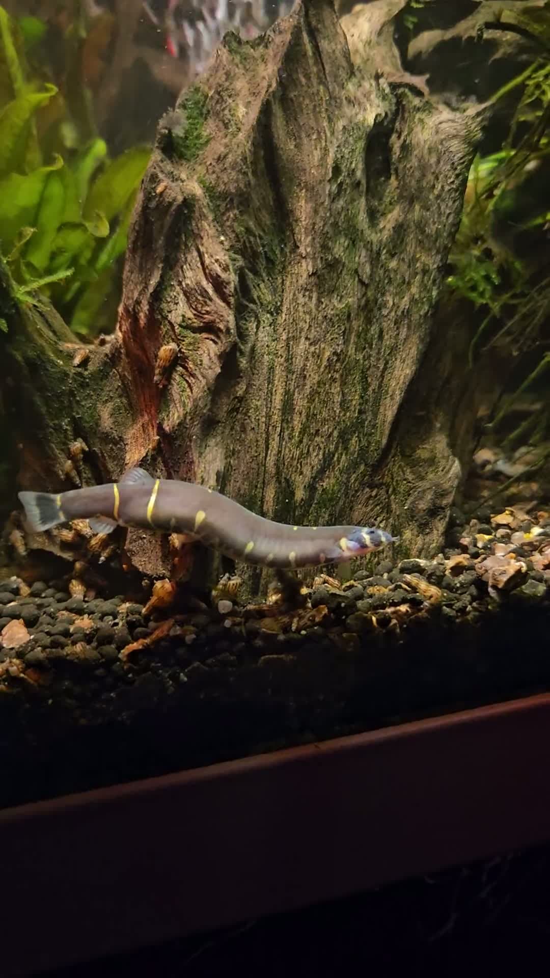 cover for Kuhli loach care: Pregnant or just overweight? 🐟 #AquariumTips #KuhliLoach #FishCare #PregnantFish #PetAdvice