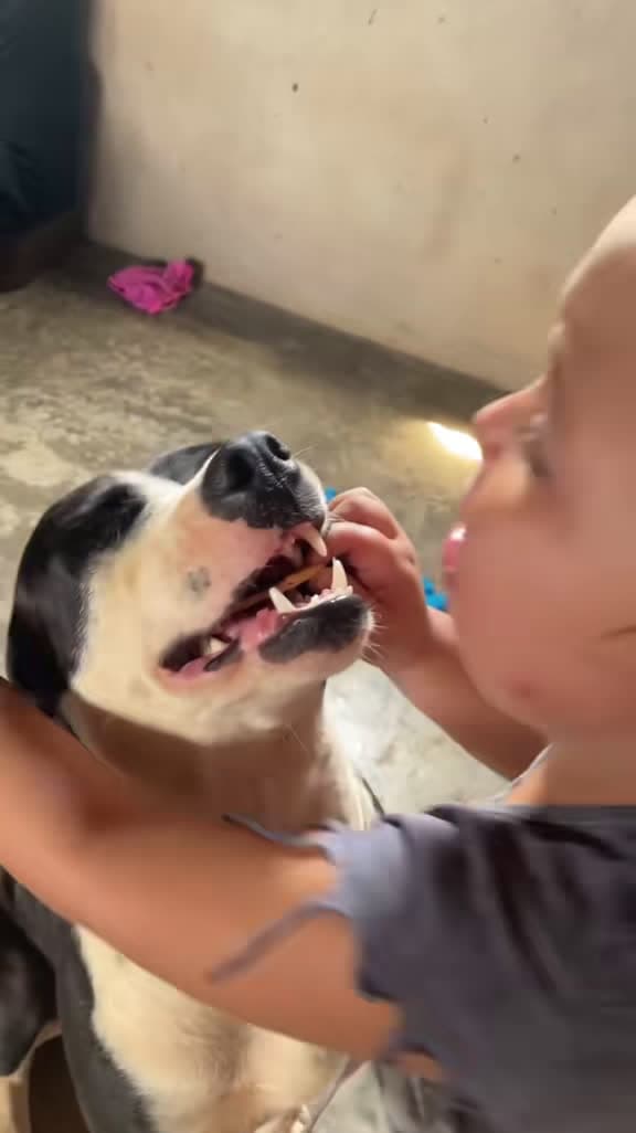 cover for Sneaky dog steals kids' snacks! 😂🐶 #Funny #DogLovers #ForYou
