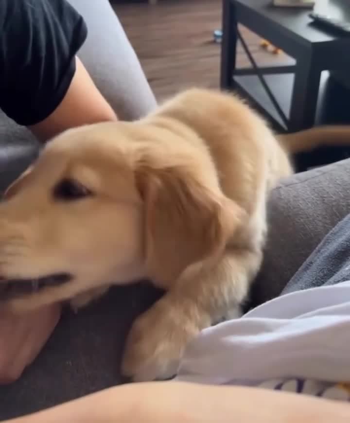 cover for Puppy's priceless reaction hearing its own bark for the first time! 🐶🎤 #PuppyFirsts #CutePets #FunnyAnimals