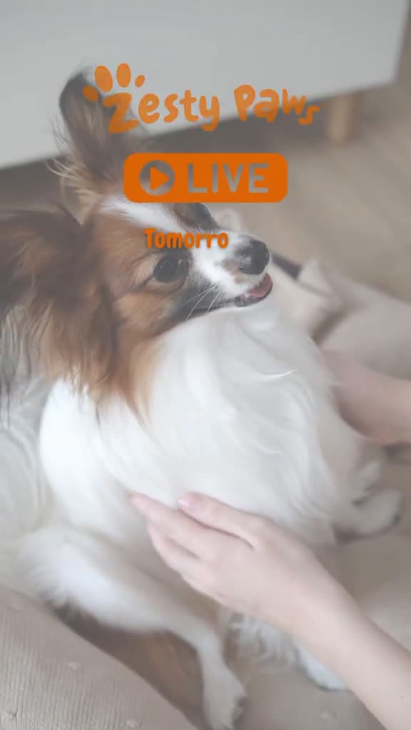cover for TOMORROW TREAT YO PET We re going LIVE to talk all things Zesty Paws aka the secret to hap 22110 #shortvideosscoopz