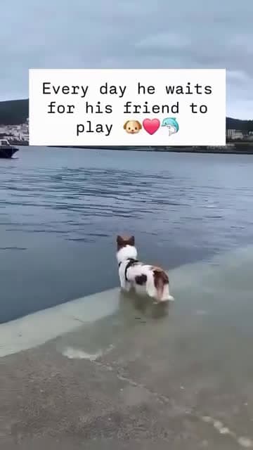 cover for Every day this dolphin waits patiently for his best friend to play 🐬 #FriendshipGoals #DolphinLove #AnimalBonds