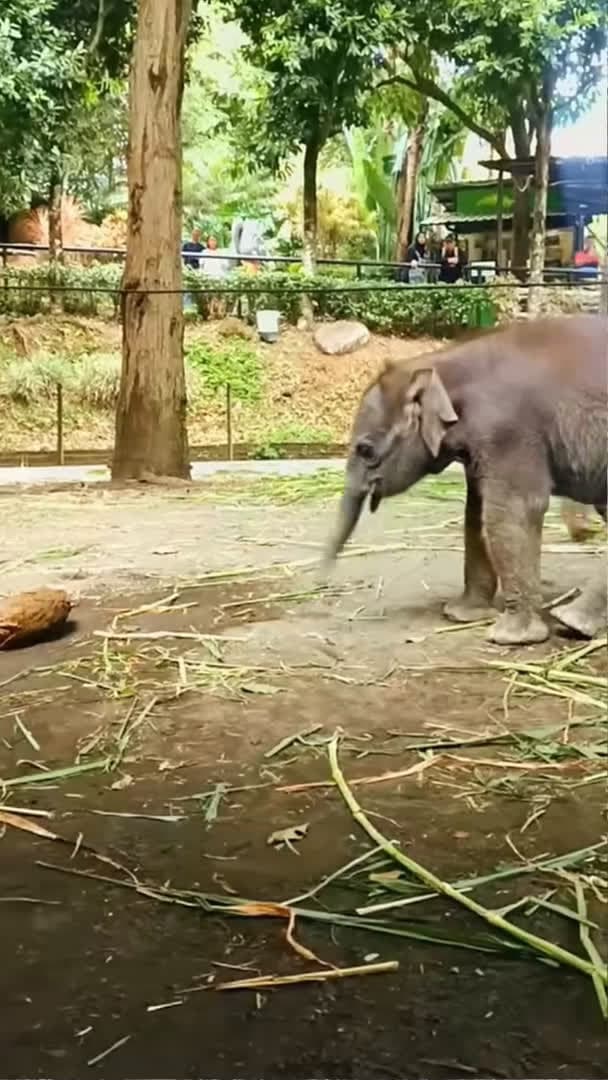 cover for An adorable newborn baby elephant is playing with her little trunk😍 #babyelephant #elephant #shorts_127 (2)