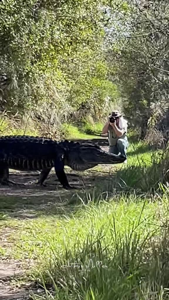 cover for The true ruler of the trails: meet the American Alligator 🐊 #wildlife #alligators #nature #florida