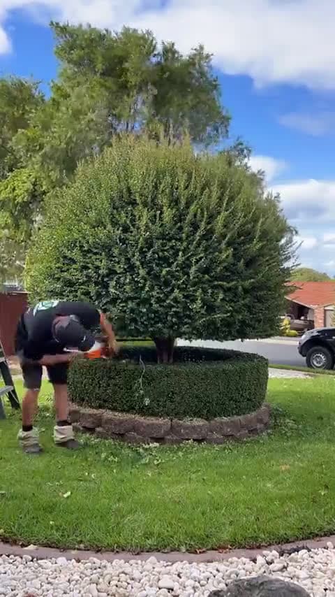 cover for Cutting this tree was oddly satisfying 🌳✨ #Satisfying #TreeCutting #NatureMagic
