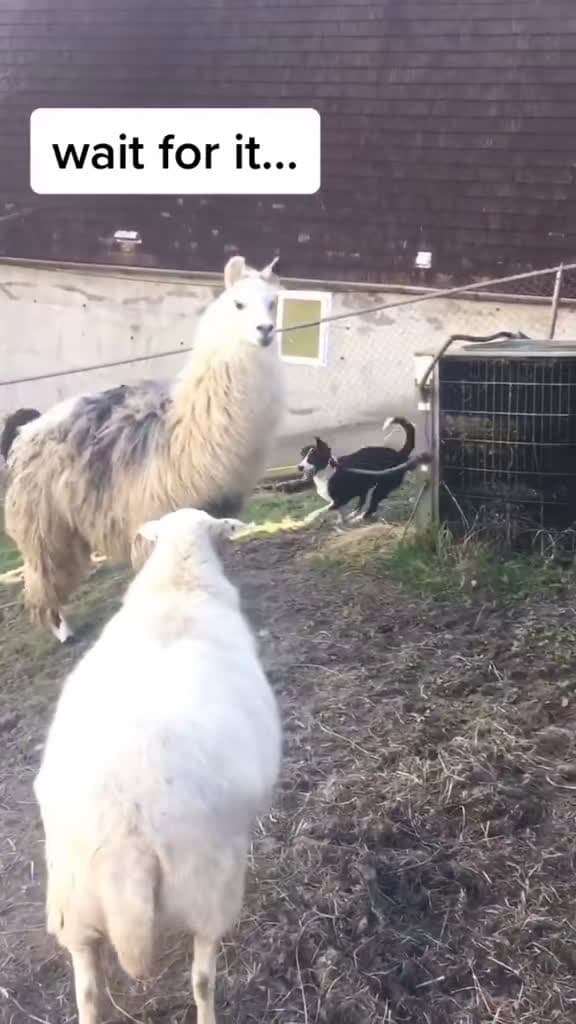 cover for Took my dog to meet the llamas and she did this... wait for it 😂 #DogLife #LlamaLove #FunnyPets