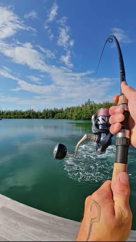 cover for When a 20lb leader goes to work on this epic catch! 🔥🎣 #Fishing #Hookup #SaltwaterFishing