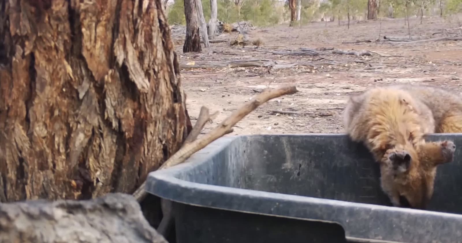 cover for Crows team up for a tick removal mission on a wallaby! 🦜🦘 #WildlifeTeamwork #NatureCares #AnimalHelpers