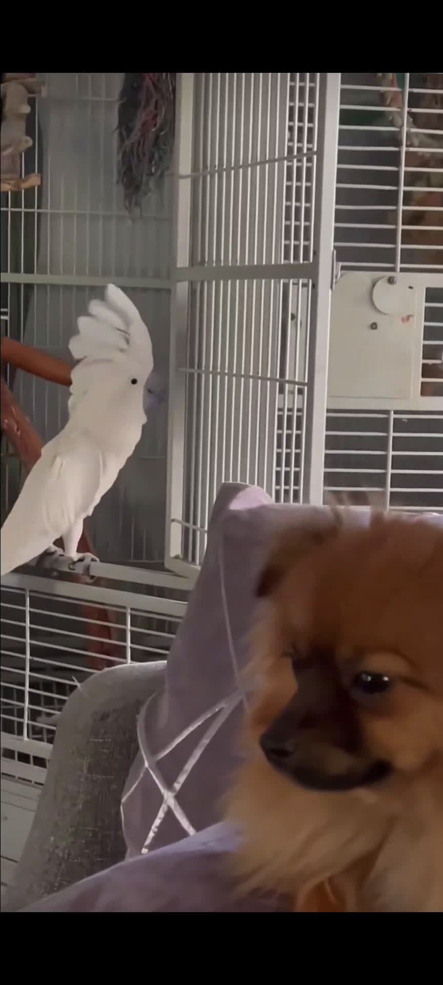 cover for Hell, he thinks he's already a dog.🐦