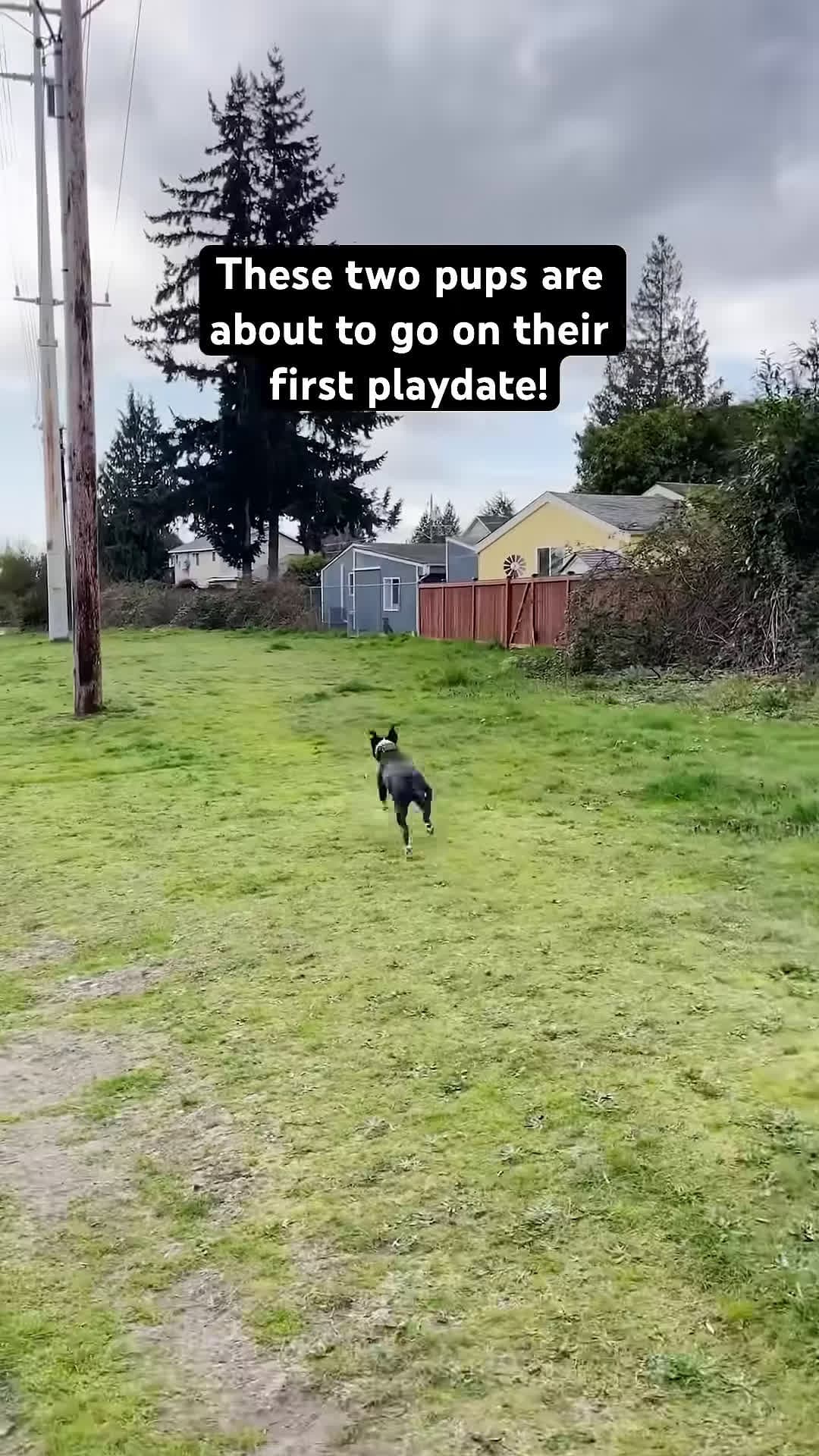 cover for Pittie And A Lab Meet Through Fence l The Dodo thedodo animals dogs