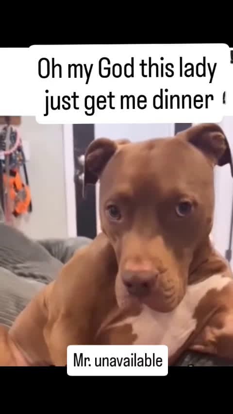 cover for major attitude problem fyp funny pitbull 95415 #trending