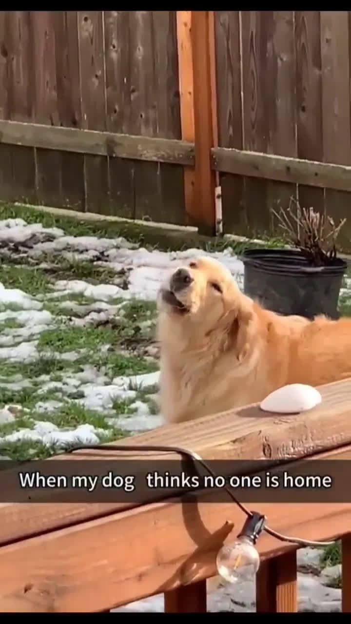 cover for When the dog thinks the house is empty 😂❤️ #Doggo #FunnyPets #PetLife