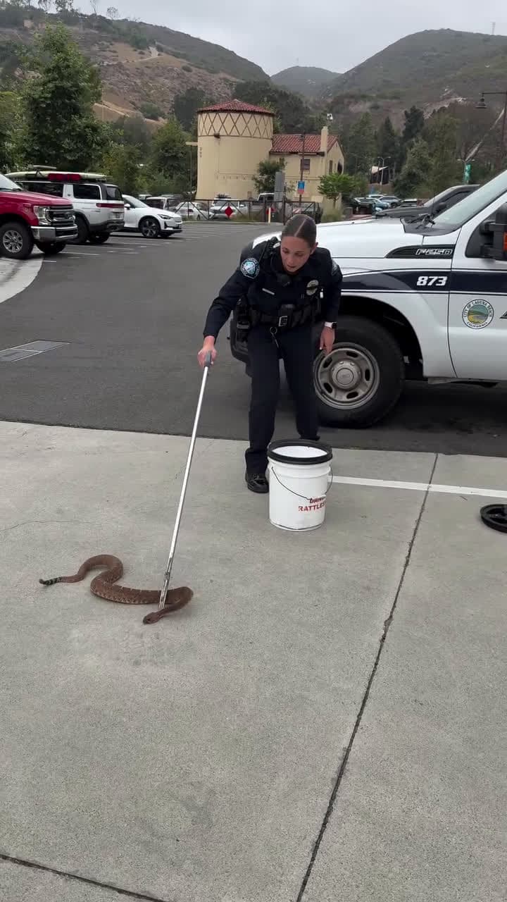 cover for #CaughtOnCamera Officer Brakke met Sam the Rattlesnake today! Unfortunately, Sam isnt the most social snake around. Officer Brakke helped him back to his wilderness home. Did you know your LBPD Police Officers and Animal