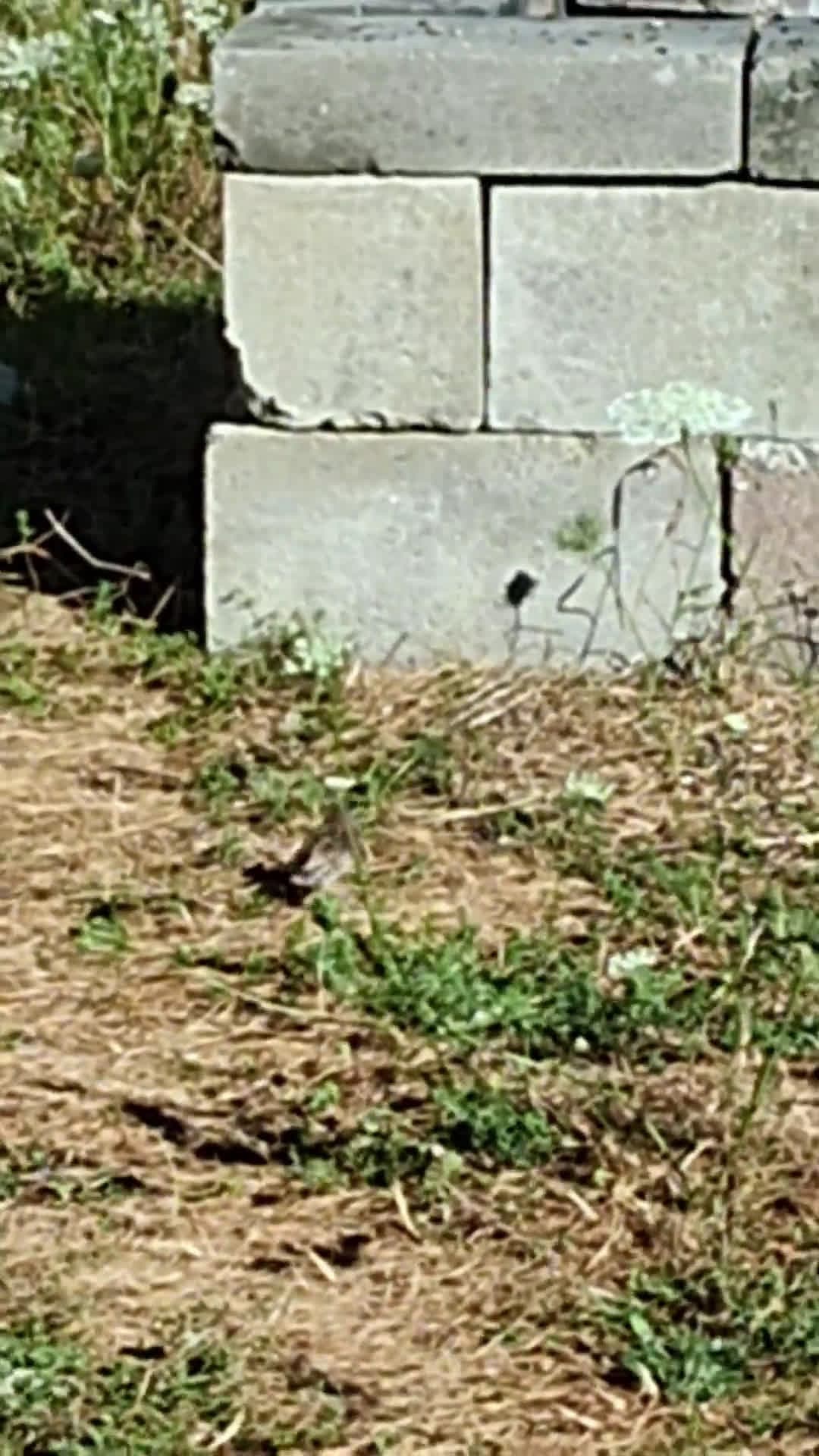 cover for Caught on camera: a rare tailless song sparrow! 🐦 #BirdWatching #NatureMoments #RareSightings