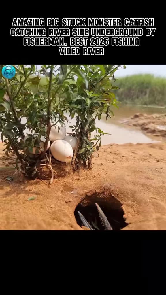 cover for Incredible monster catfish caught riverside underground! Watch the epic fight! 🎣 #Fishing #MonsterFish #ViralVideo