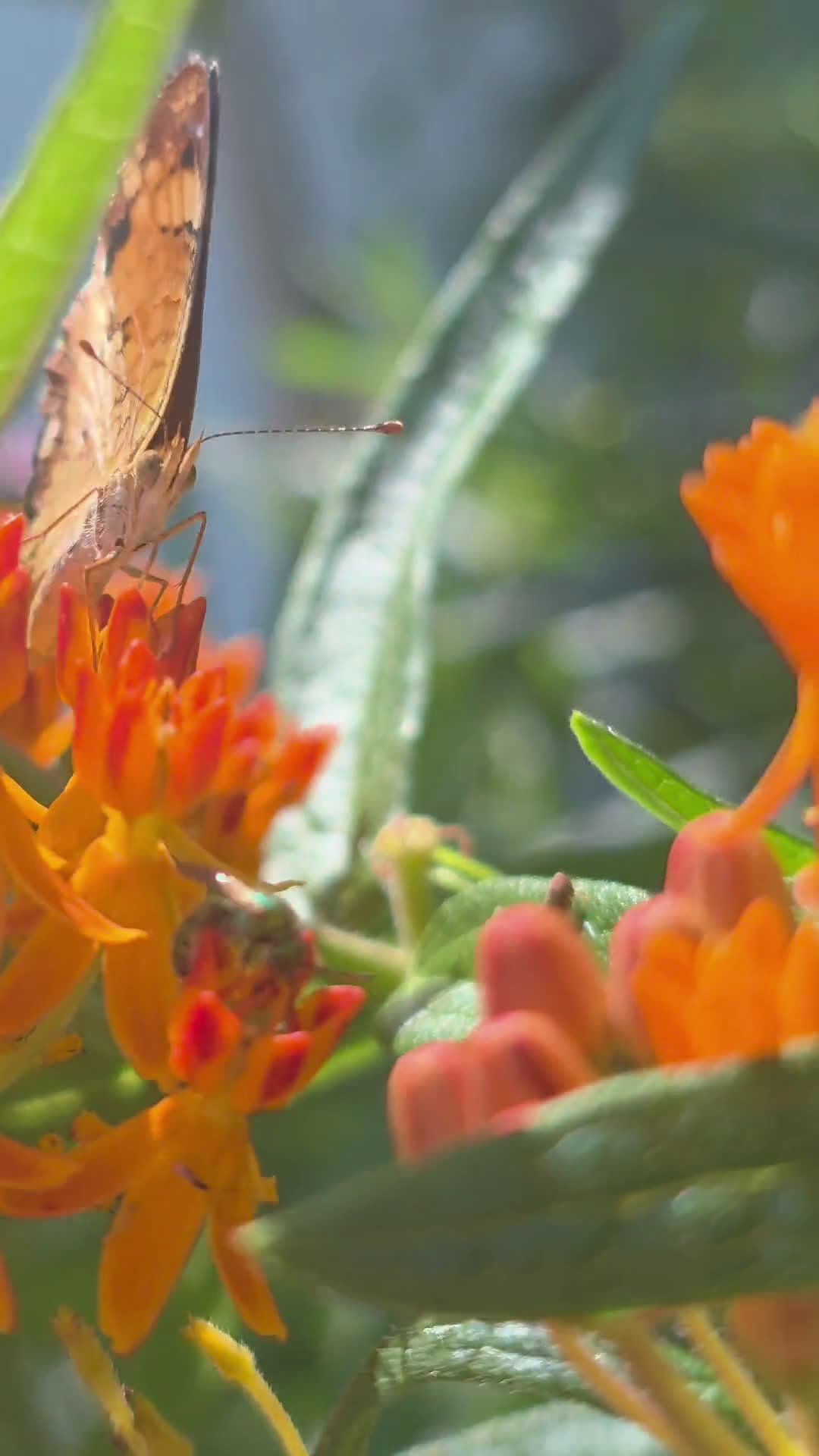 cover for Can't get over how many butterflies showed up today! 🦋✨ #Butterflies #NatureLovers #SpringVibes