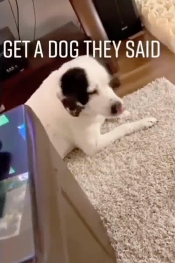 cover for Who says dogs have no principles These dogs have a very tough attitude fouryou usa tiktok 03006 #trendingscoopz