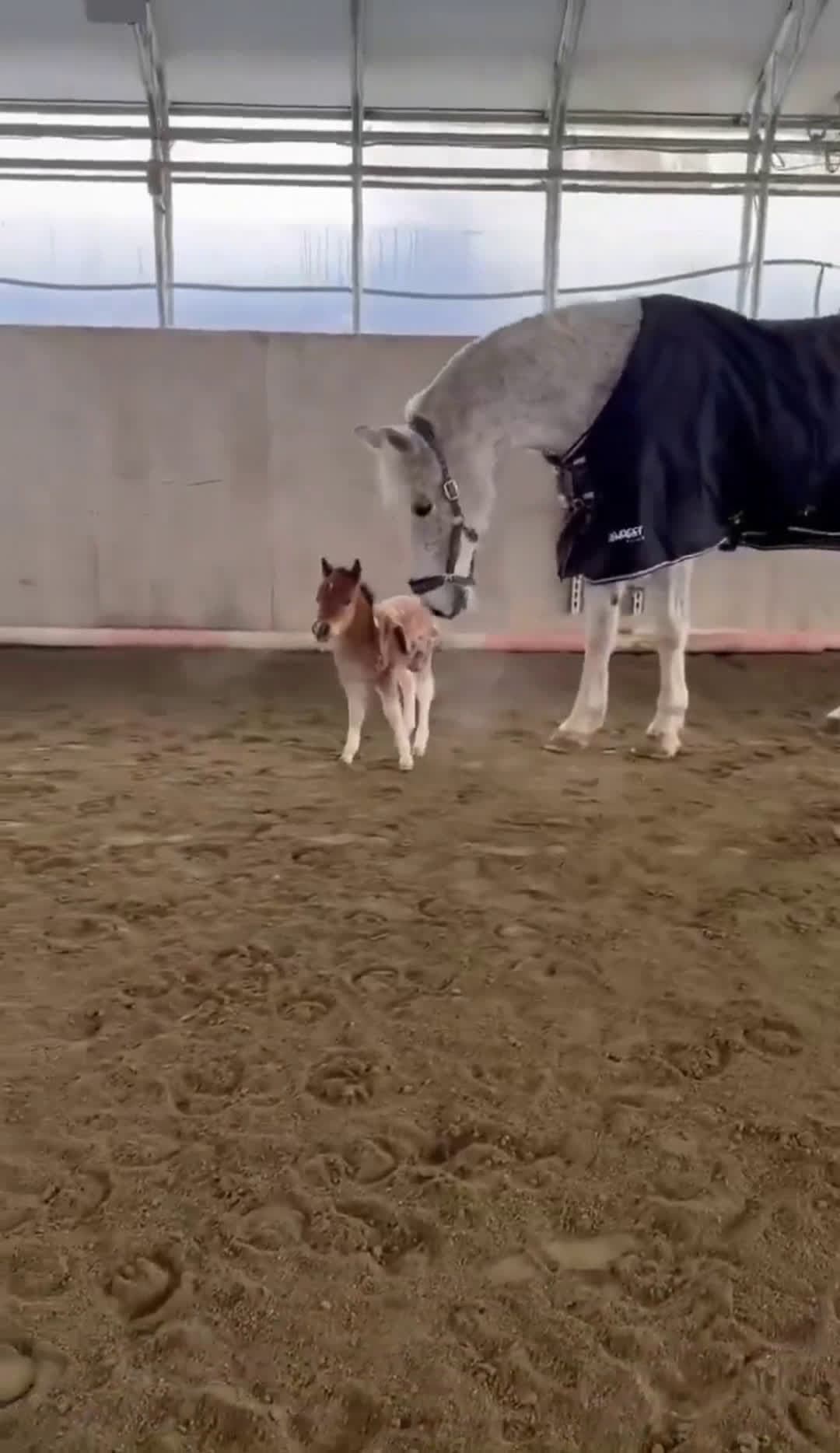 cover for Mama Wasnt Ready When Pony Got The Zoomies  #animals  #wildlife  #nature  #funny  #funniestvideoonmyphone 