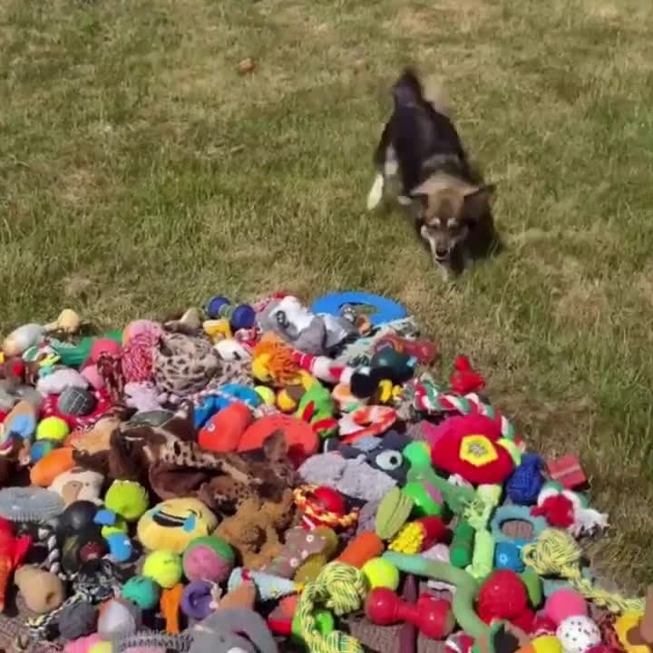 cover for Watch these rescue pups pick their own toys! 🐶💖 #DogRescue #PuppyPlaytime #AdoptDontShop