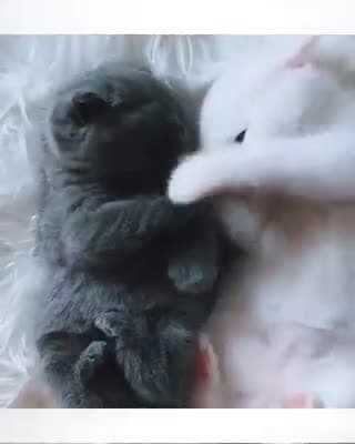 cover for FUNNY and CUTE wonderful Cat Video Amazing Animals #funnyanimals #funnypetsvideo #amazinvideo #animalrescuse #cutebabies 1