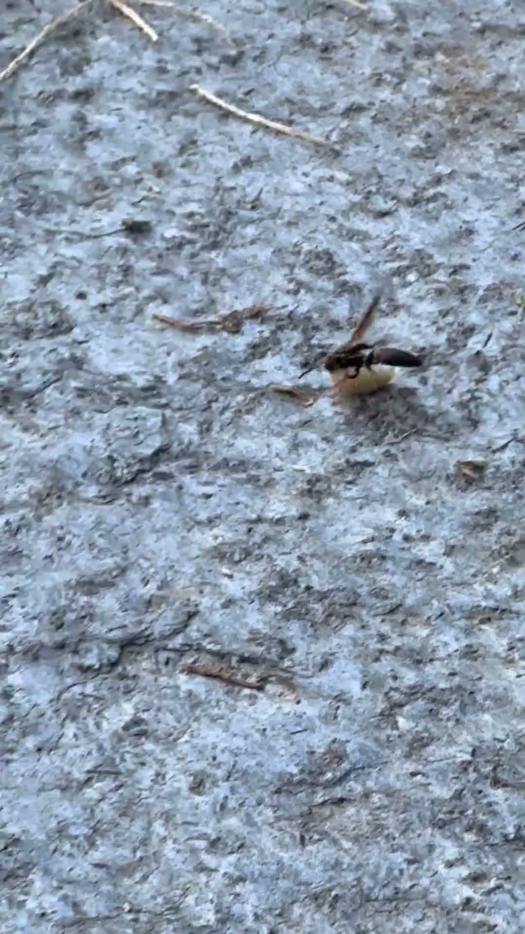 cover for Watch this wasp carry a huge larva – nature’s strength! 🐝💪 #NatureWonder #IncredibleInsects #Wildlife