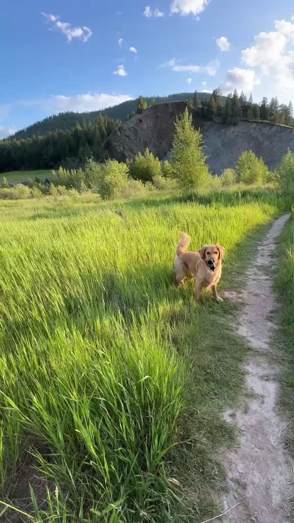 cover for Felt extra hoppy yesterday 🐰 #goldenretriever #dog #outside #calvinharris #insta360 @insta360 official  created by willysworld with willysworld’s original sound