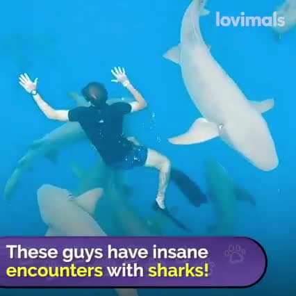 cover for Brave Man Has Insane Encounters With Sharks