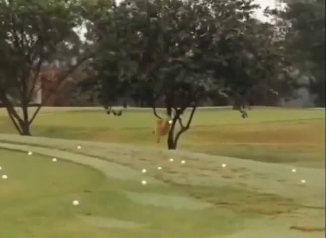 cover for Watch this bird’s hilarious reaction to a bouncing golf ball! 🐦⛳ #FunnyAnimals #GolfBallBounce #Unexpected