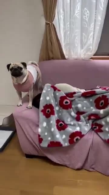 cover for Whole meal #pug #pugsofinstagram #puglife #puglove #pugs #dog #dogsofinstagram #pugstagram #dogs #pugpuppy #pugworld #pugoftheday #puppy #pugnation #puglover #mops #pugsnotdru