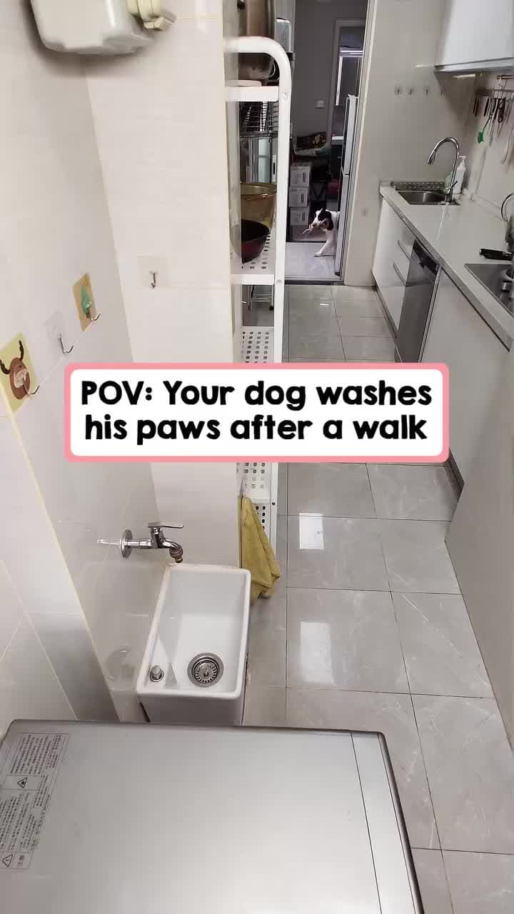 cover for This is the smartest dog ever! Coming home from a walk and washing his own paws for his dad to dry 🐶🚿😂