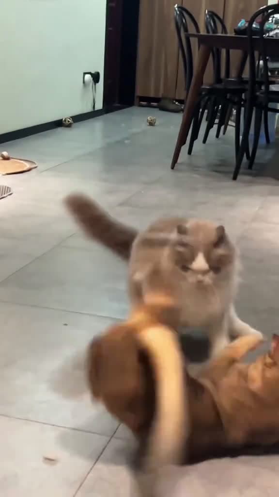 cover for Funny cats  #funny  #funnyvideos  #fun