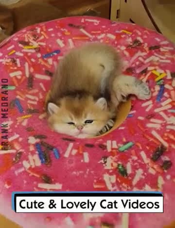 cover for Cute & Lovely Cat Videos