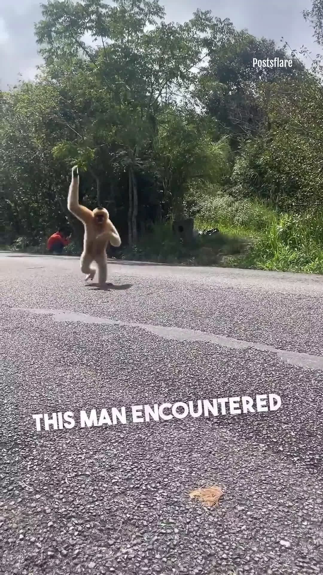 cover for A Gibbon's Gesture of Friendship #scoopzanimal 